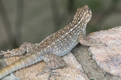 Oplurus quadrimaculatus