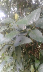 Aegiphila ferruginea