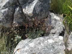 Oresbia heterocarpa