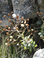 Oresbia heterocarpa