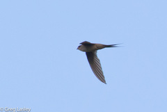 Cypsiurus gracilis
