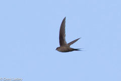 Cypsiurus gracilis