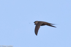 Cypsiurus gracilis