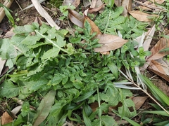 Rorippa indica
