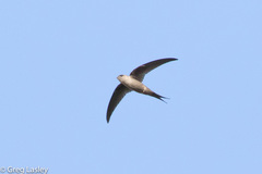 Cypsiurus gracilis