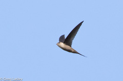 Cypsiurus gracilis