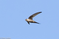 Cypsiurus gracilis