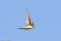 Cypsiurus gracilis