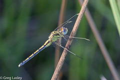 Orthetrum abbotti