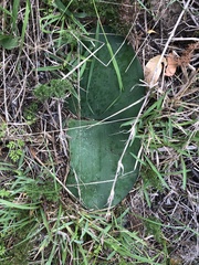 Haemanthus