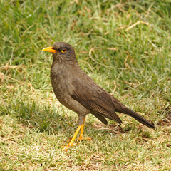 Turdus fuscater fuscater
