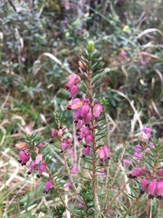 Erica carnea