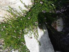 Lobelia jasionoides