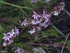 Lobelia jasionoides