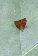Choreutis achyrodes