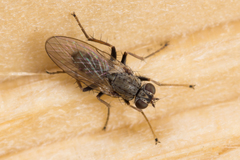 Lispocephala