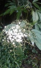 Sambucus australis