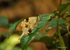 Papilio dardanus dardanus