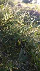 Muehlenbeckia sagittifolia