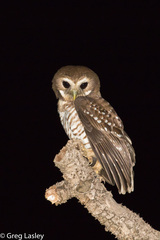 Athene superciliaris