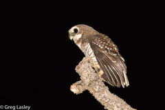 Athene superciliaris