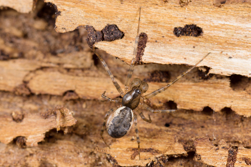 Old World Dome Sheetweaver