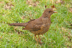 Turdus fuscater fuscater