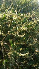 Muehlenbeckia sagittifolia
