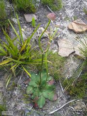 Hermas ciliata