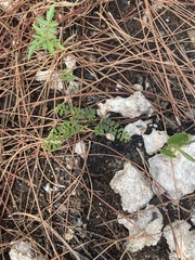Phyllanthus pentaphyllus