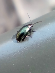 Phyllotreta nigripes