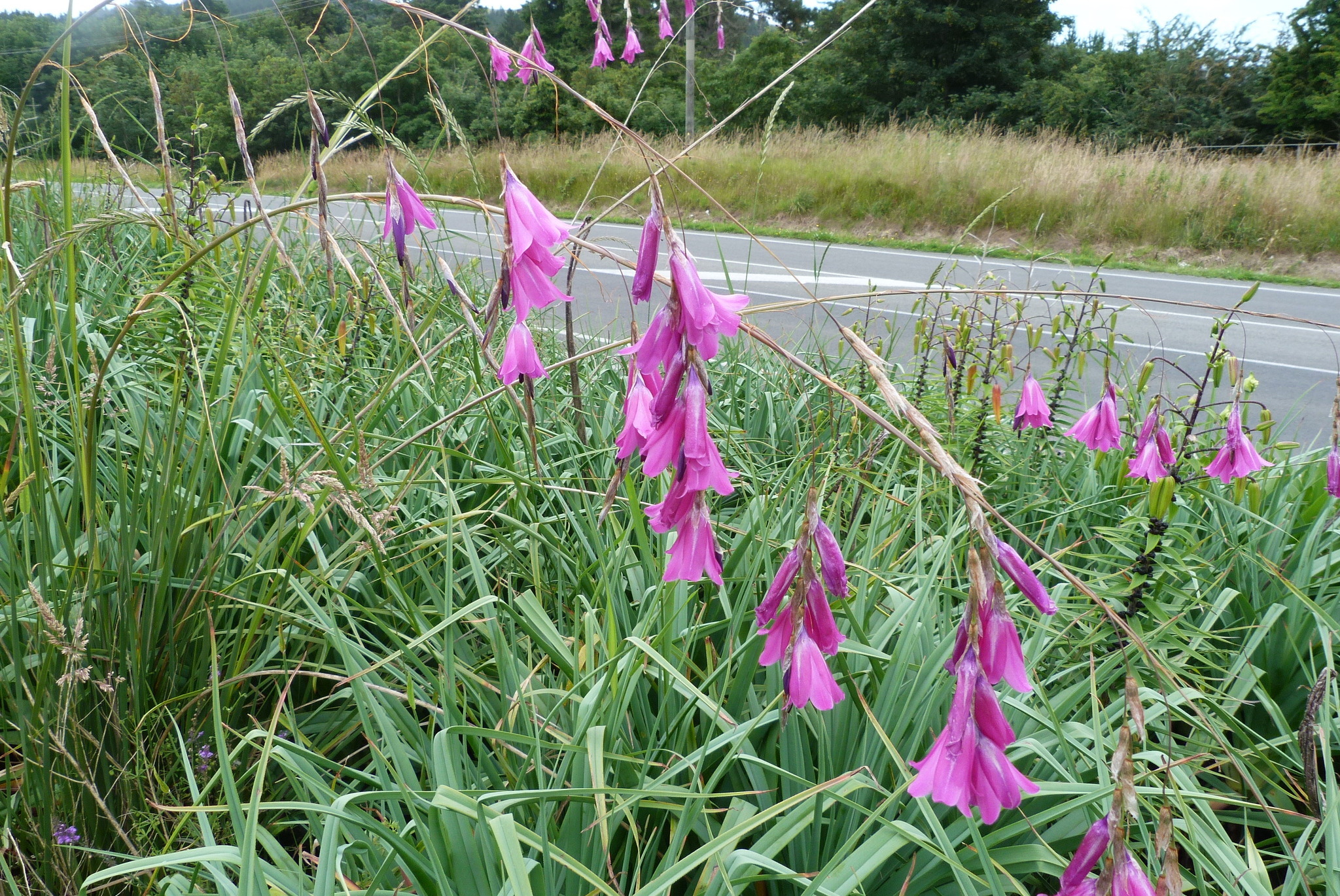 Image of Dierama pendulum by (c) Colin Meurk, some rights reserved (CC BY-SA)