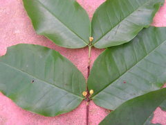Myrtaceae