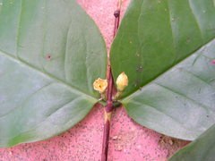 Myrtaceae