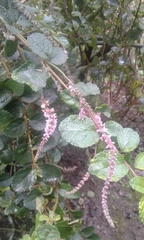 Aloysia scorodonioides