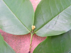 Myrtaceae