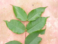 Myrtaceae