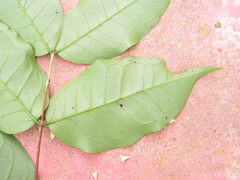 Myrtaceae