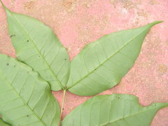 Myrtaceae