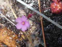 Drosera admirabilis