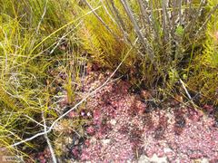 Drosera admirabilis
