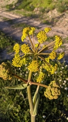 Thapsia villosa