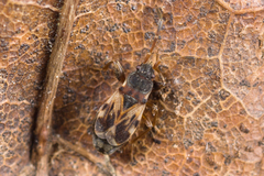 Scolopostethus thomsoni