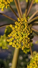Thapsia villosa