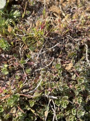 Thymus praecox britannicus