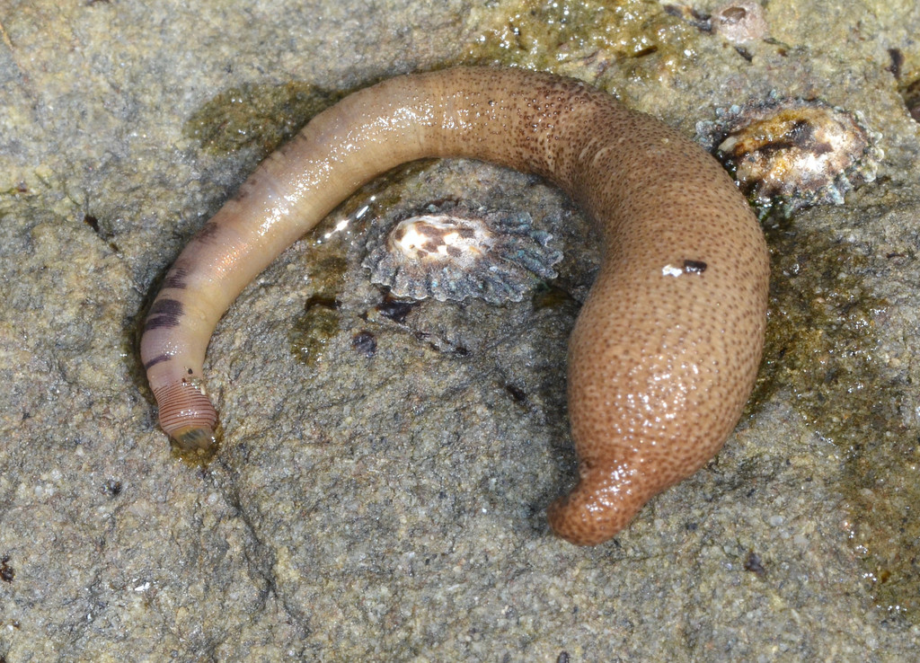 Pacific Peanut Worm