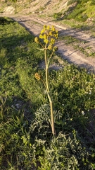 Thapsia villosa