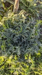 Thapsia villosa