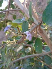 Cryptostegia grandiflora