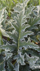 Thapsia villosa